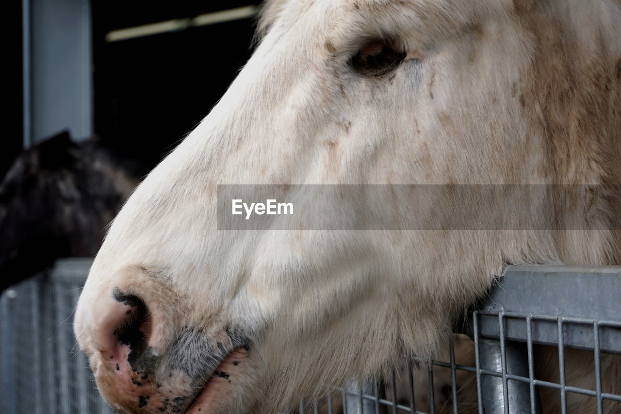 CLOSE-UP OF A HORSE