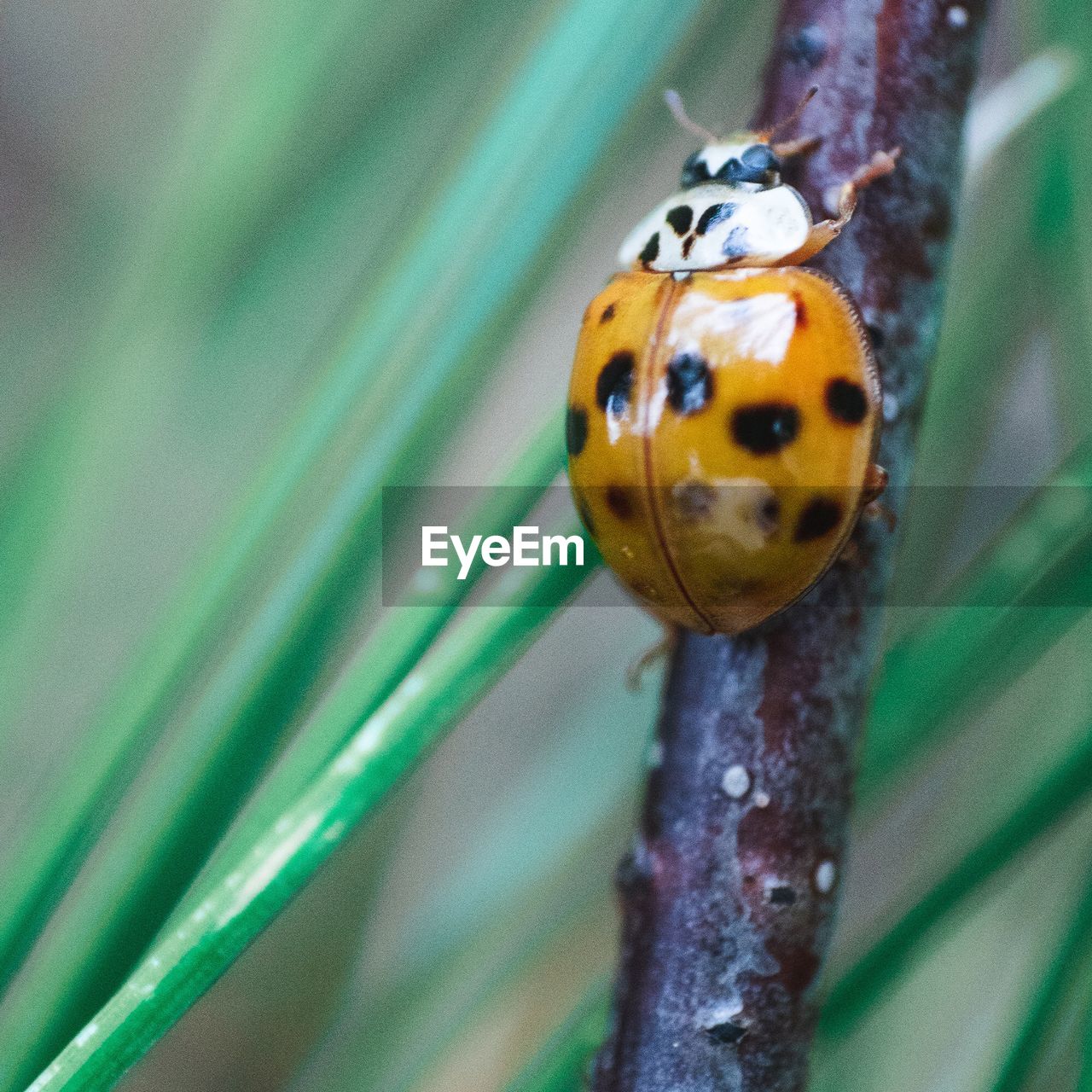 Close-up of ladybug on plant