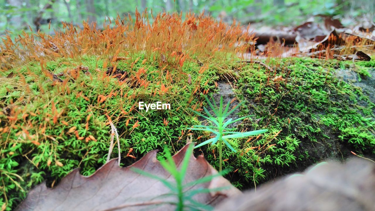 HIGH ANGLE VIEW OF GREEN PLANTS IN FOREST