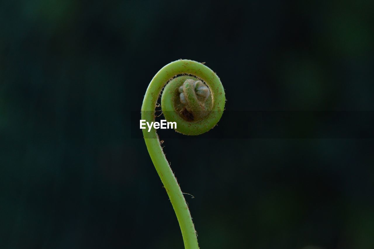 Close-up of fern