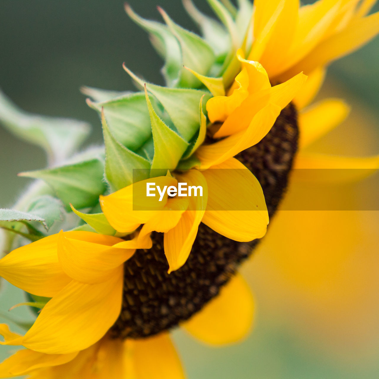 Close-up of yellow flowering plant