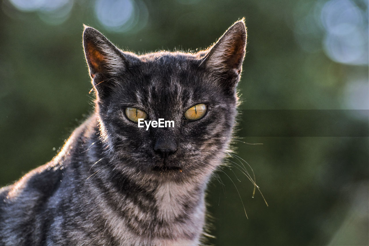 Close-up portrait of cat outdoors