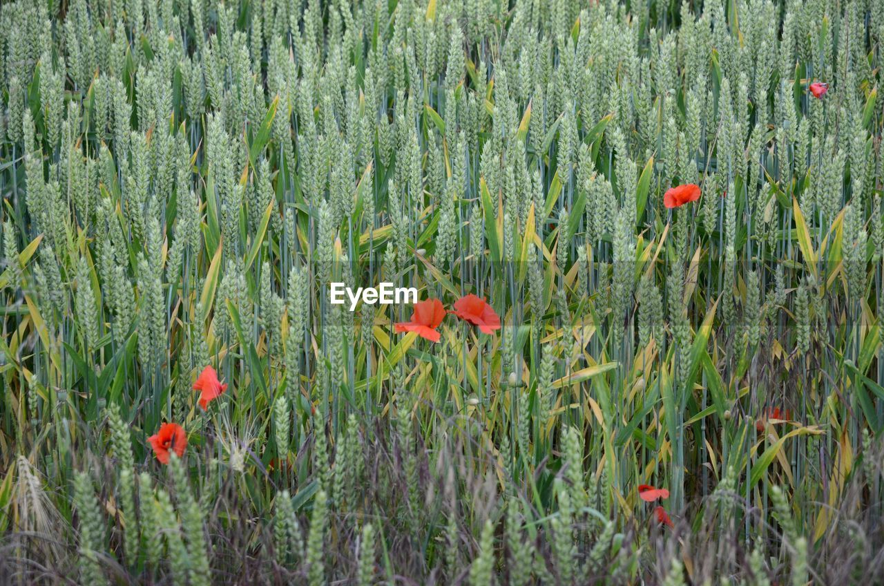 High angle view of poppies growing on wheat field