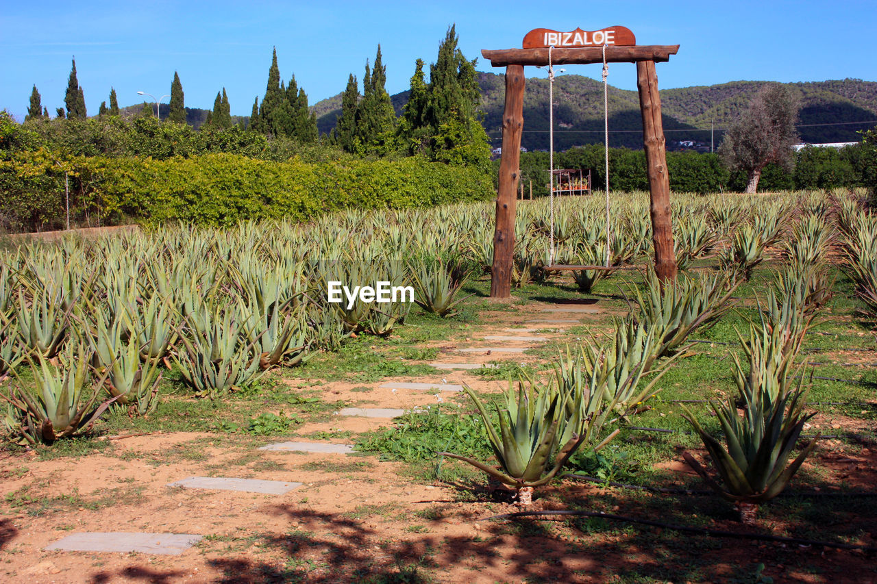 Neat garden of aloe vera and various succulents grown in the dry soil of the balearic islands