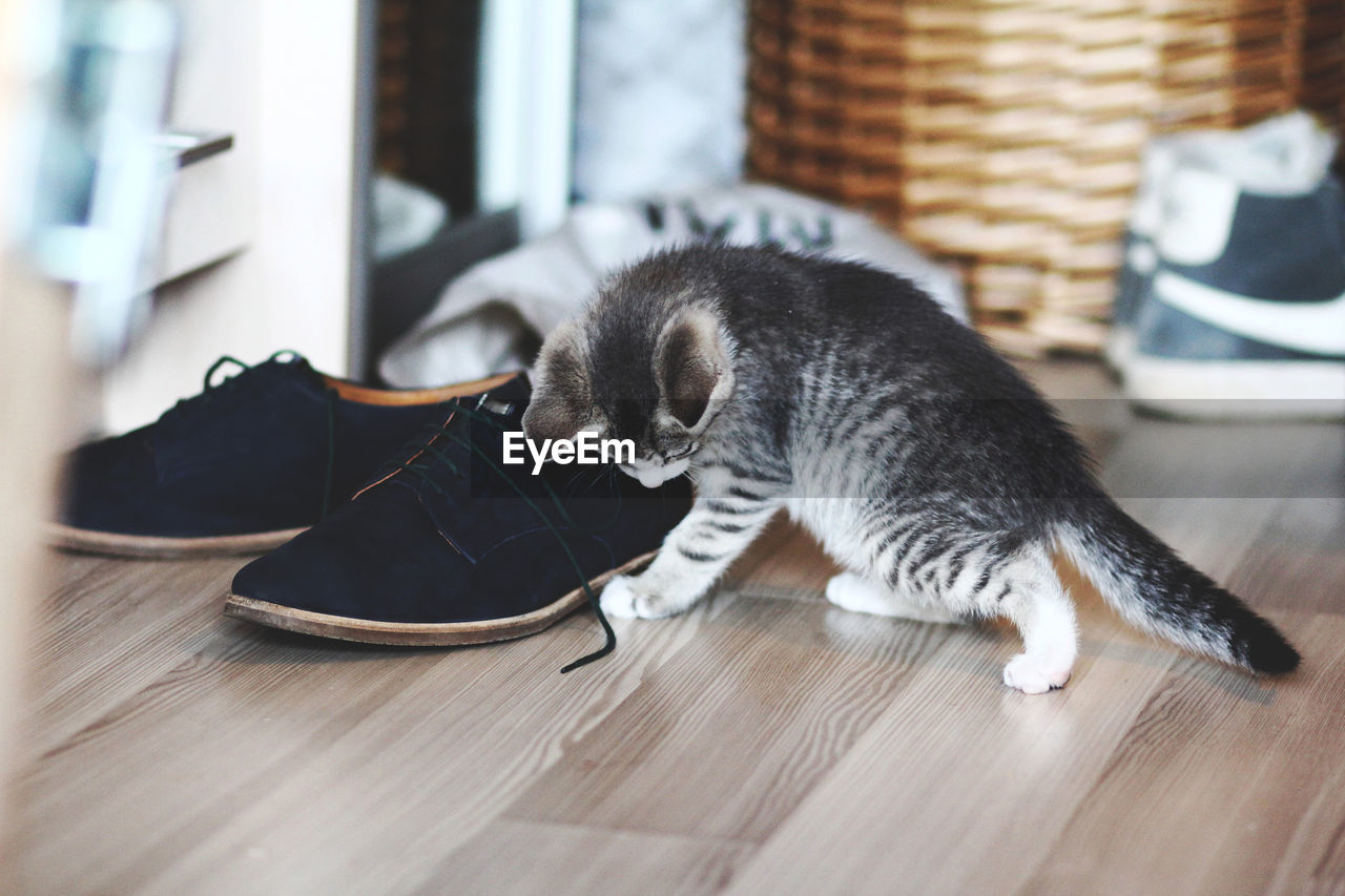 Close-up of kitten by shoe on hardwood floor