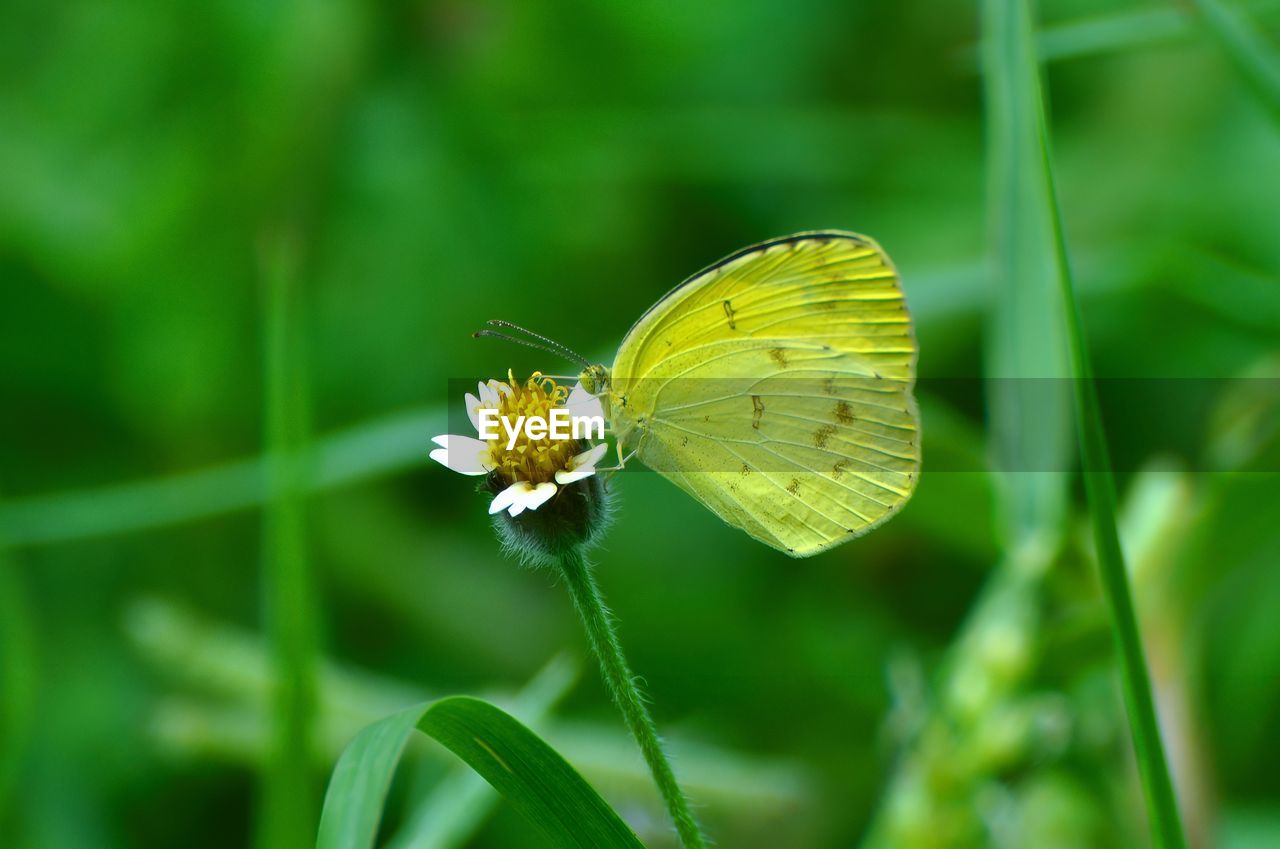 insect, animal, animal wildlife, animal themes, plant, beauty in nature, flower, animal wing, nature, flowering plant, butterfly, green, one animal, close-up, freshness, wildlife, fragility, macro photography, meadow, yellow, grass, animal body part, summer, environment, no people, focus on foreground, moths and butterflies, plant part, macro, leaf, outdoors, growth, prairie, food, perching, environmental conservation, selective focus, feeding, tranquility, day, springtime, petal, full length, magnification, eating, flower head