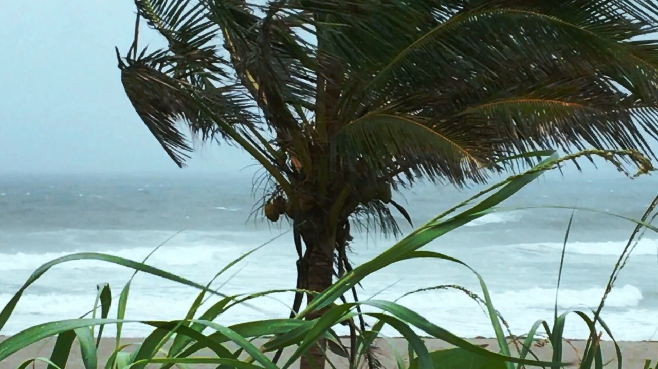 PALM TREE AT BEACH AGAINST SKY