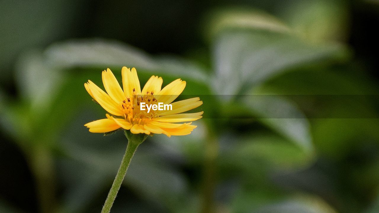 CLOSE-UP OF YELLOW FLOWERING PLANTS