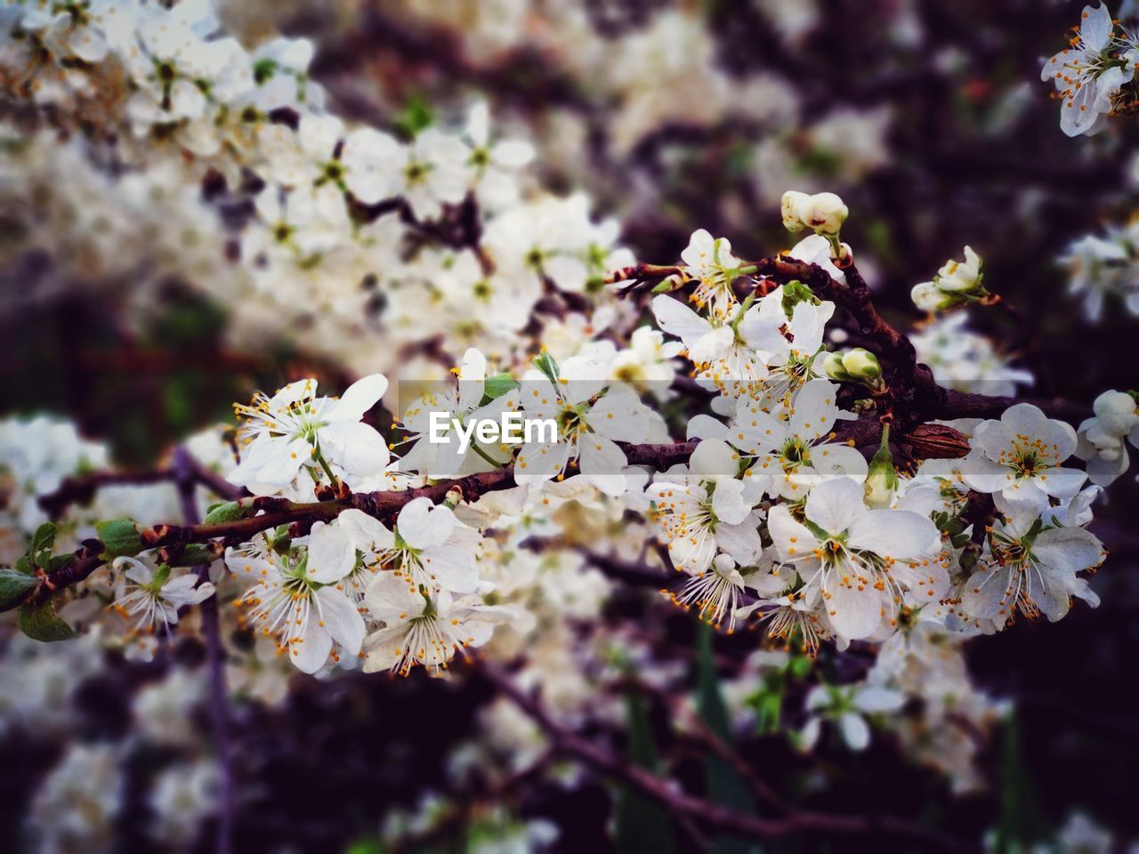 CLOSE-UP OF CHERRY BLOSSOM