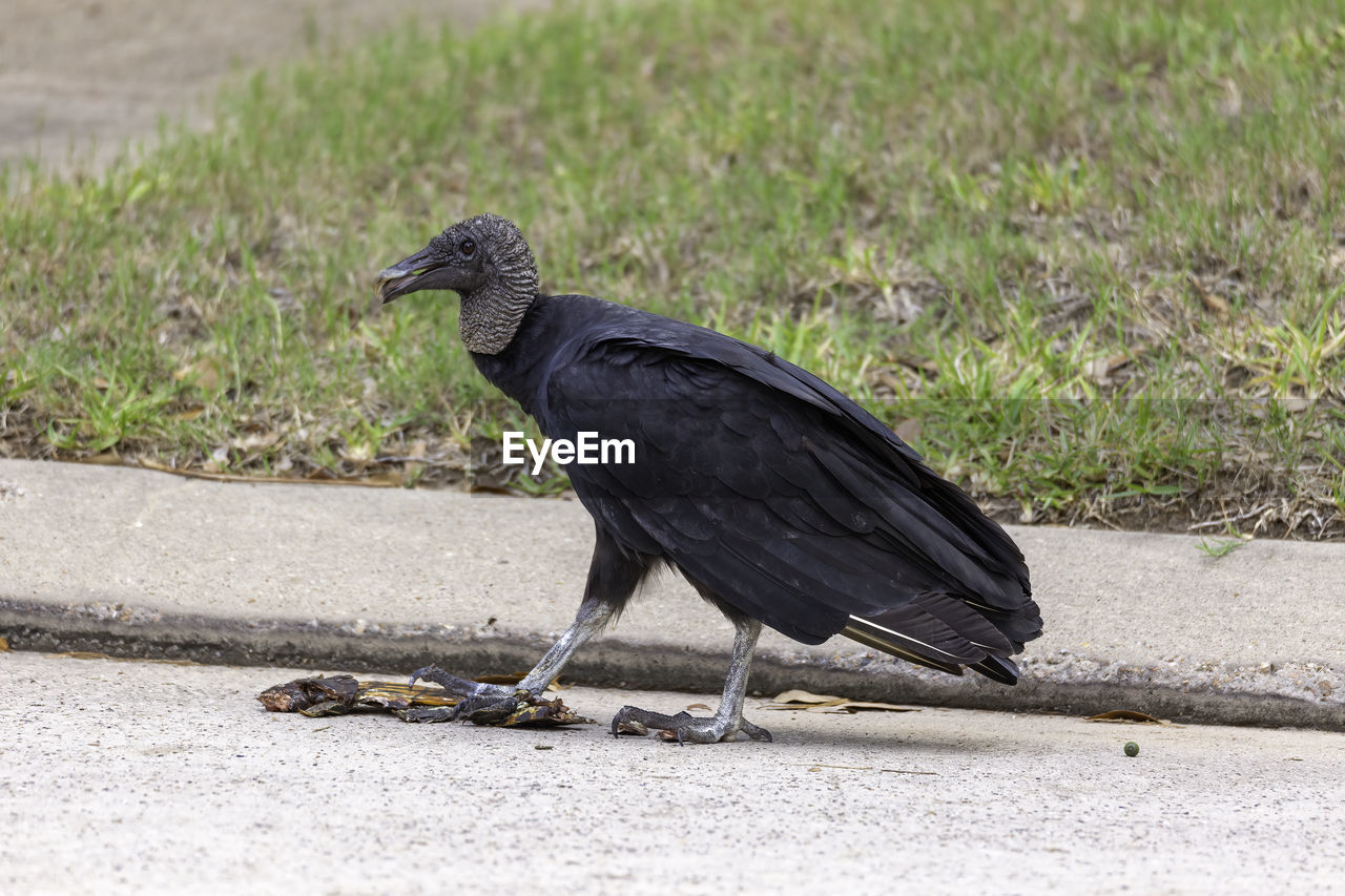 SIDE VIEW OF BIRD PERCHING ON A FIELD