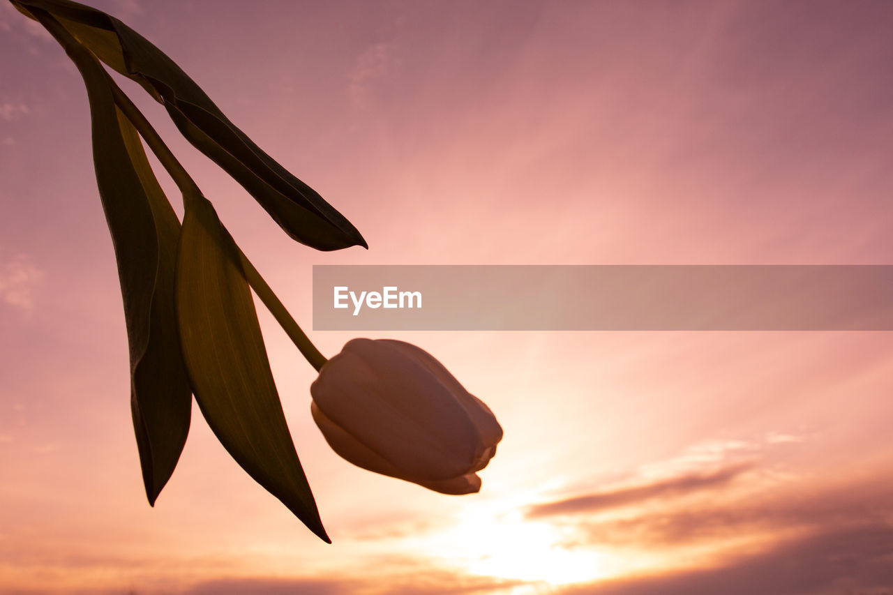 CLOSE-UP OF SILHOUETTE PLANT AGAINST SKY AT SUNSET