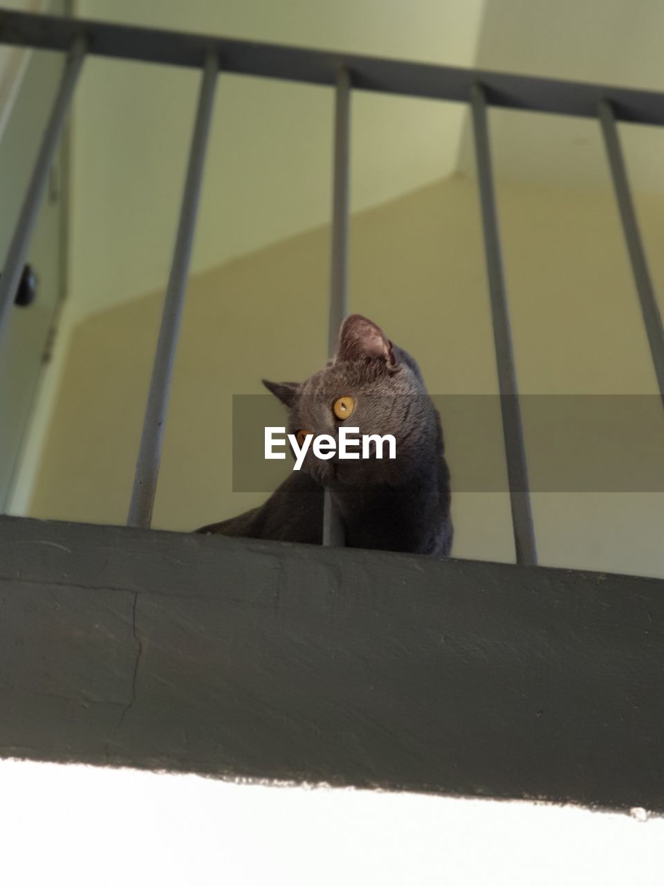 Portrait of a cat sitting on stairwell