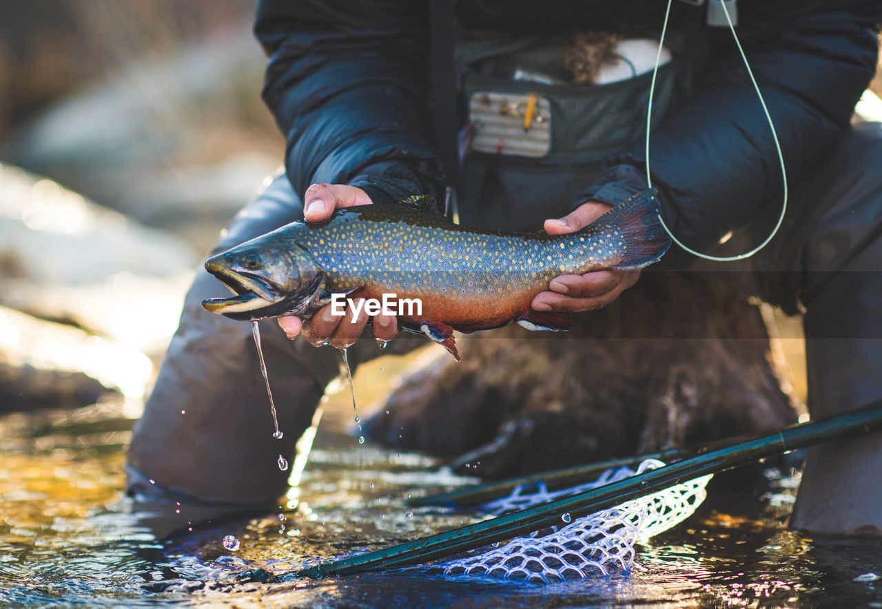 A man catches a large brook trout on a river in maine.