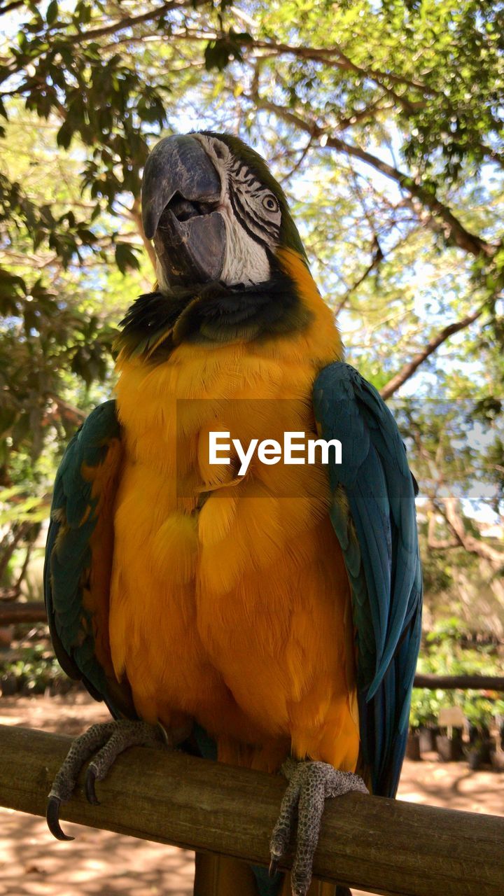 Low angle view of a bird perching on tree