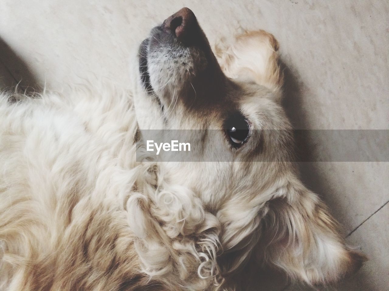 Close-up of dog resting on floor