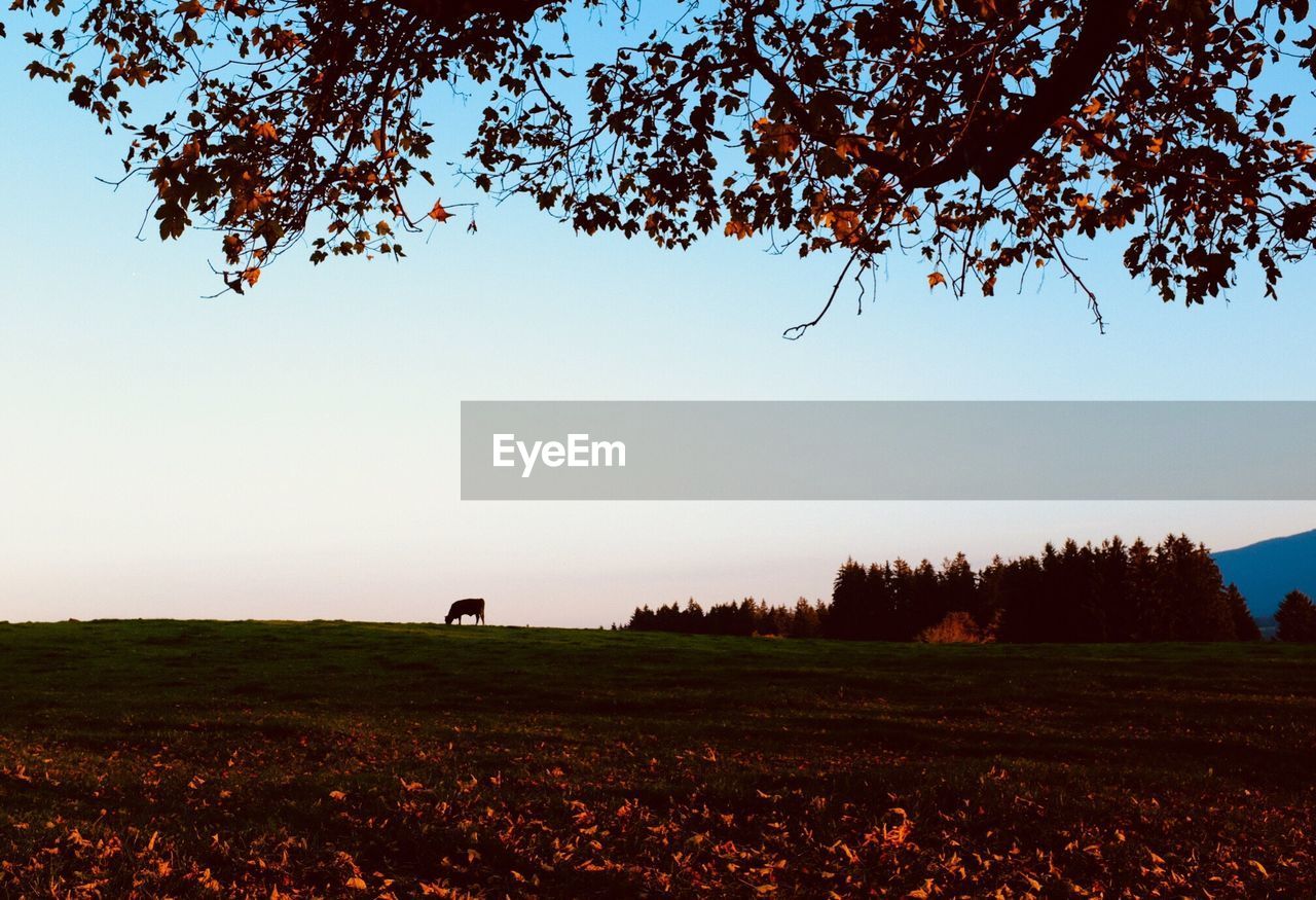 SCENIC VIEW OF SILHOUETTE FIELD AGAINST SKY