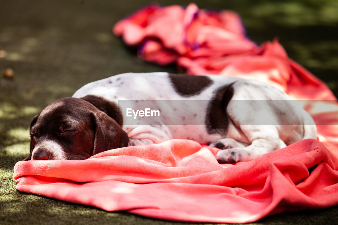 Little puppy of the french pointing dog breed sleeping under the sun