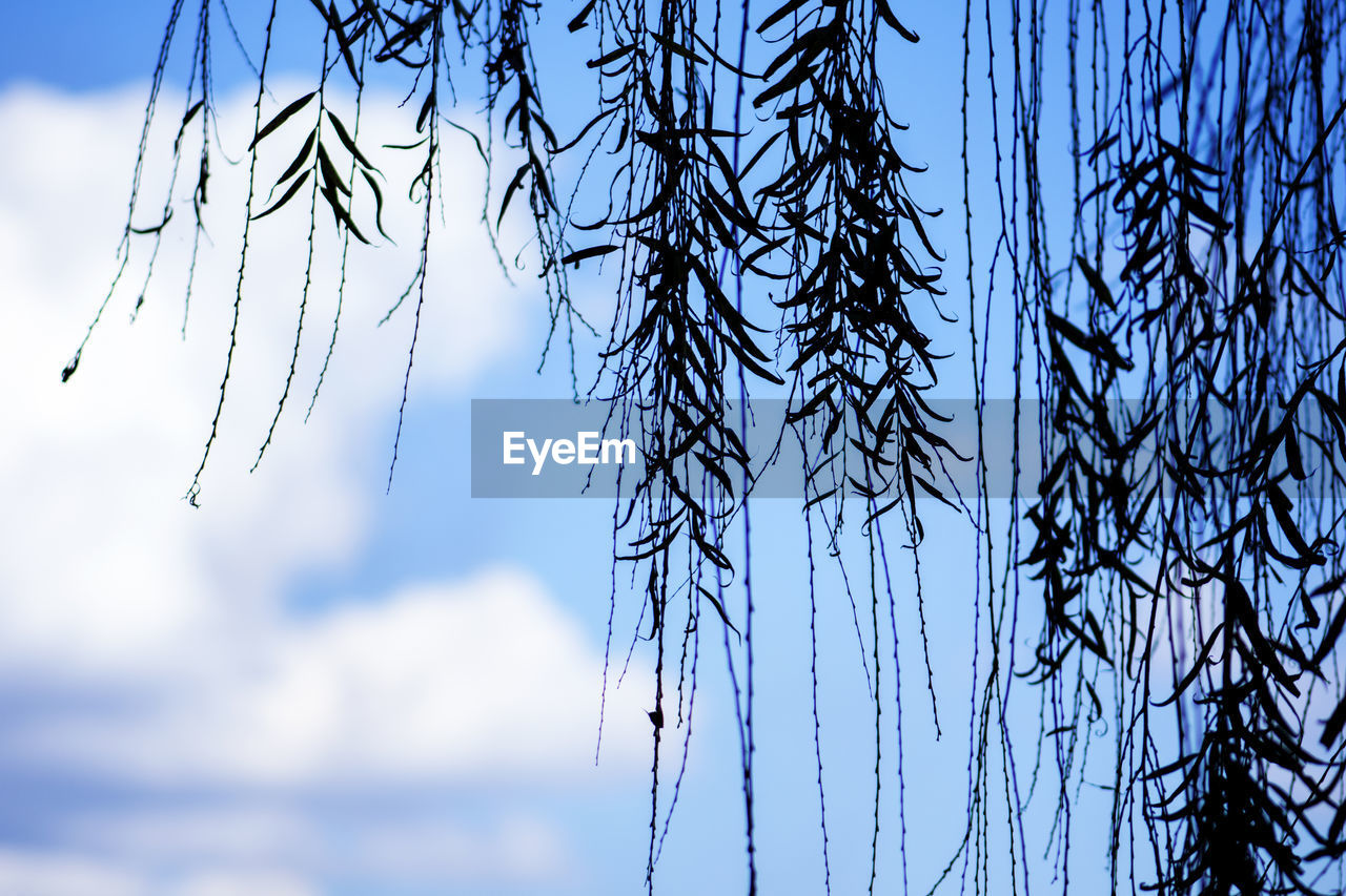 LOW ANGLE VIEW OF BARE TREES AGAINST SKY