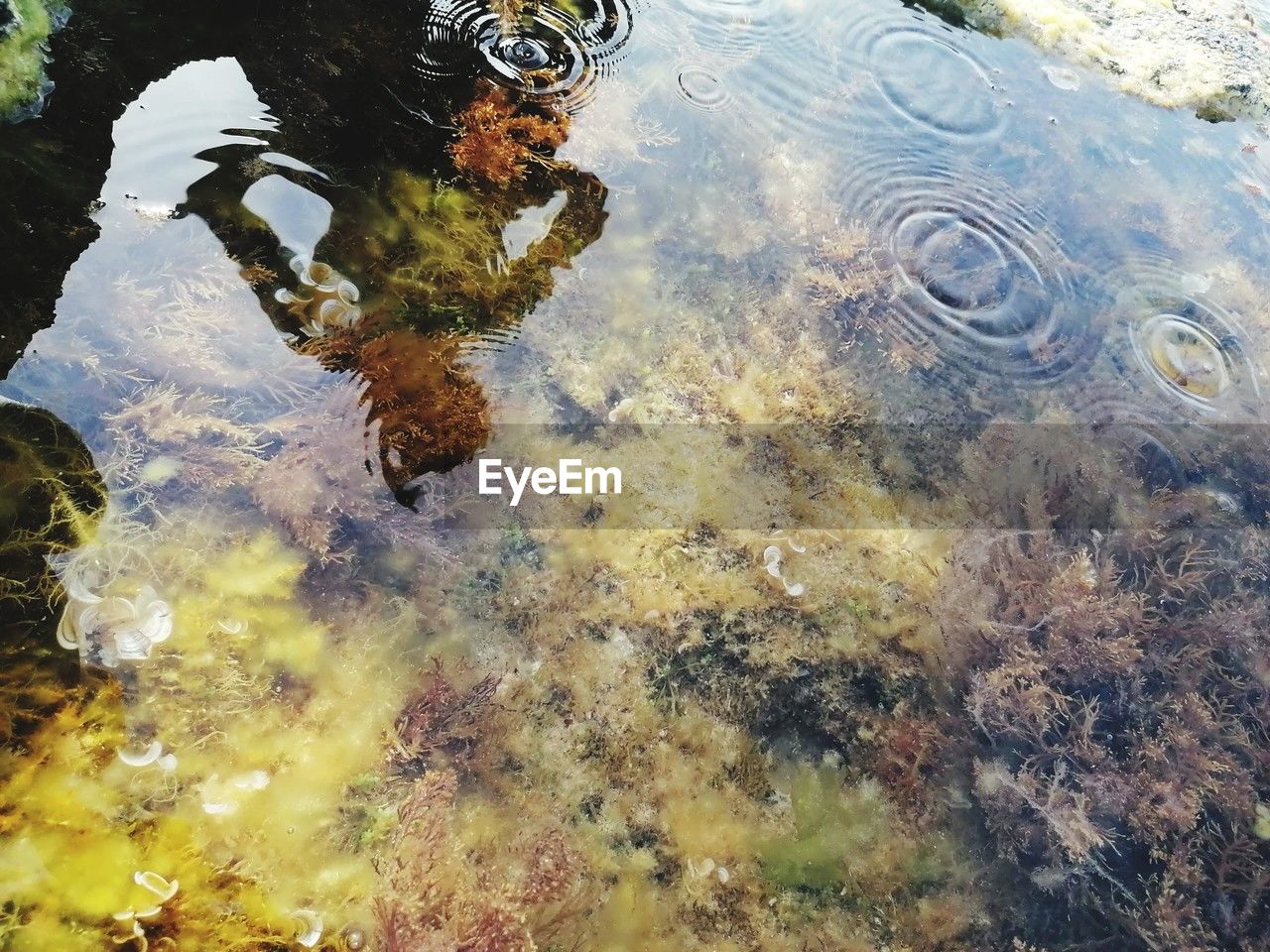 water, reflection, high angle view, nature, lake, day, puddle, rippled, waterfront, no people, outdoors, swimming, reef, wet, leaf, animal themes, animal, animal wildlife