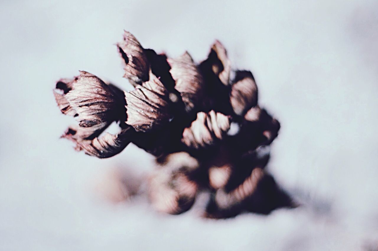 Close-up of dry flowers