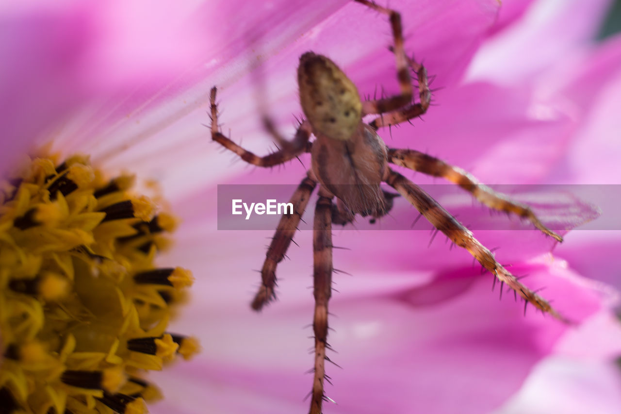 CLOSE-UP OF INSECT ON FLOWER