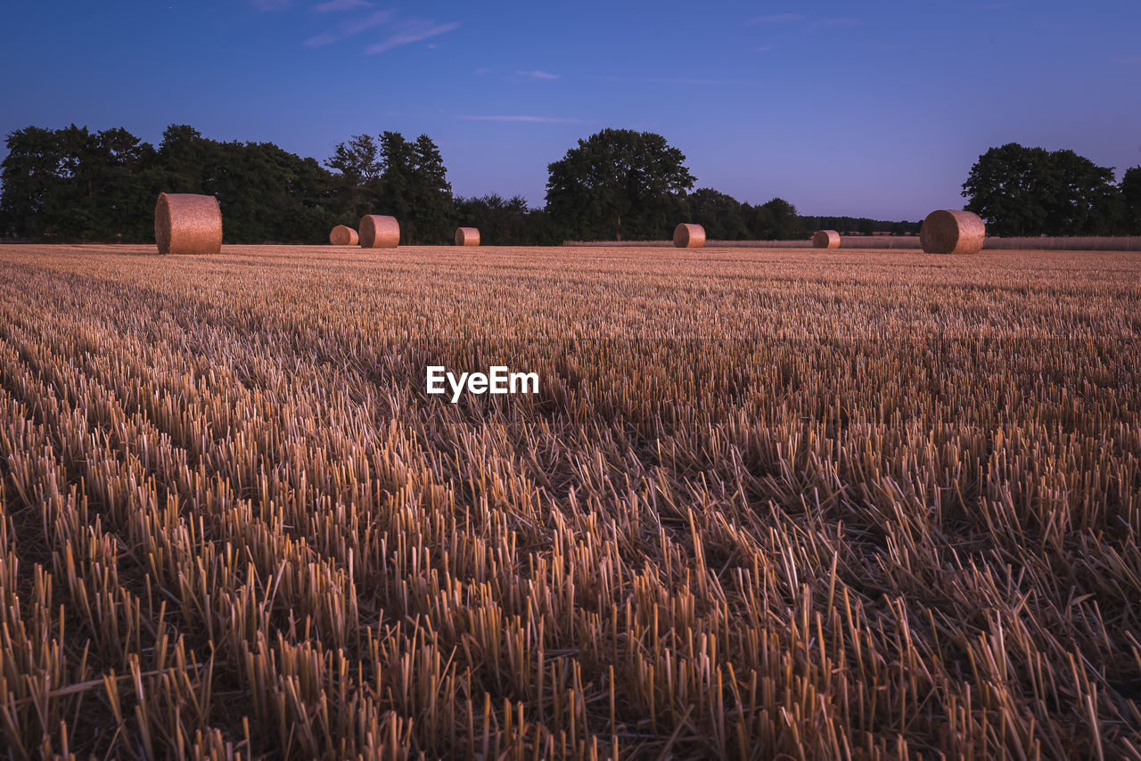 Crops growing on field against sky