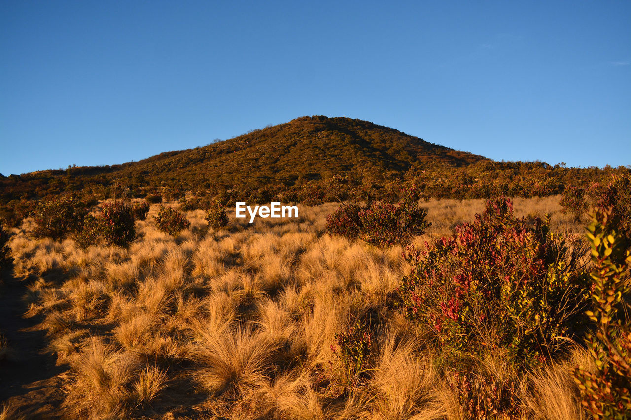 Beautiful yellow savanna in the dry season. mount lawu, indonesia