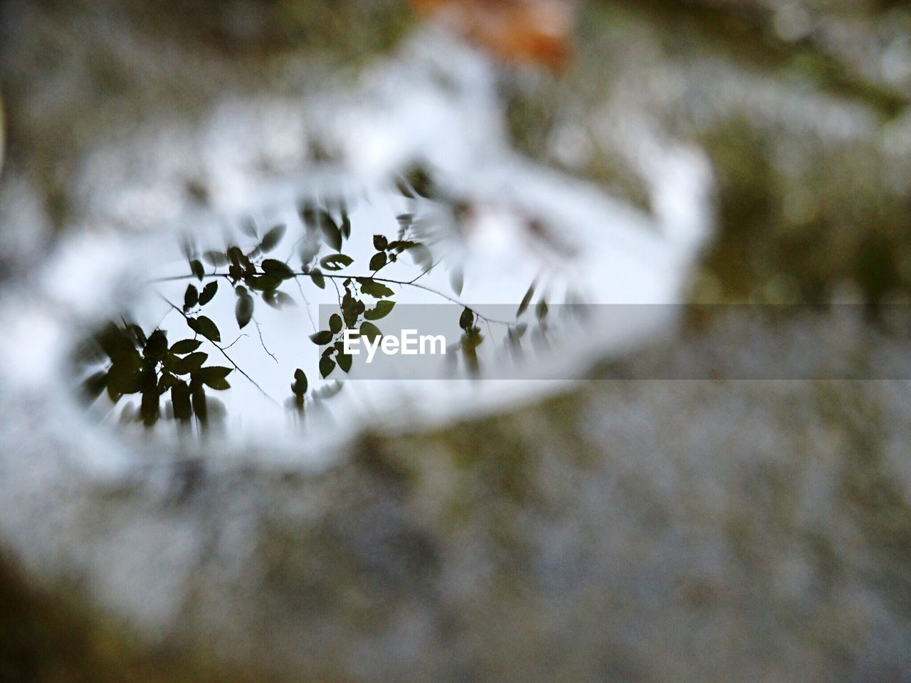 CLOSE-UP OF PLANT AGAINST BLURRED BACKGROUND