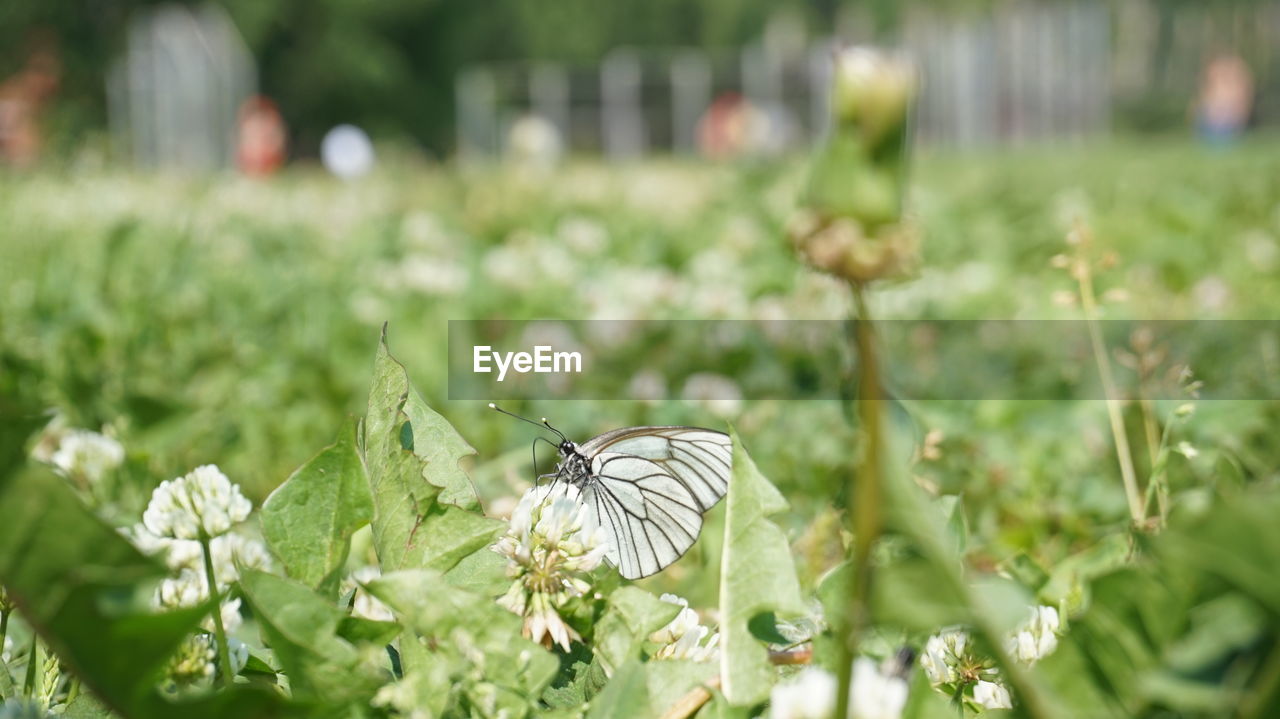 Close-up of butterfly on flower