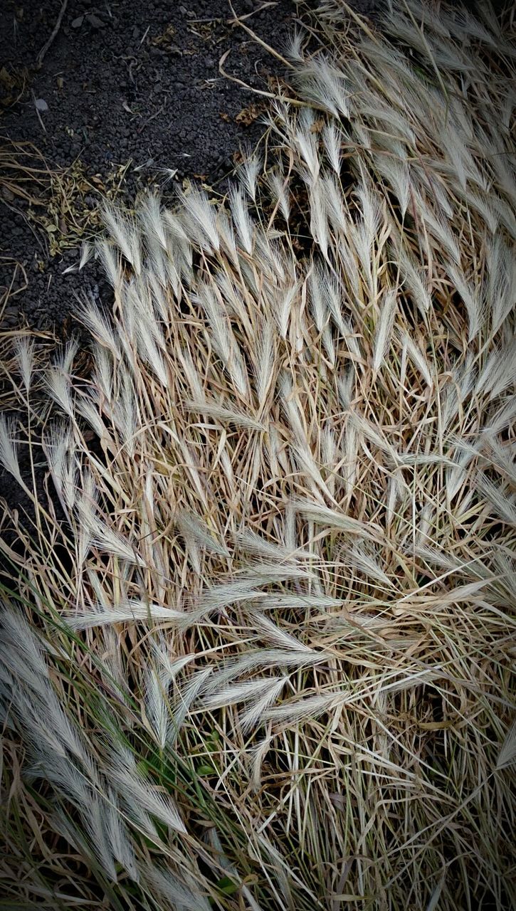 CLOSE-UP OF WHEAT GROWING ON GRASS