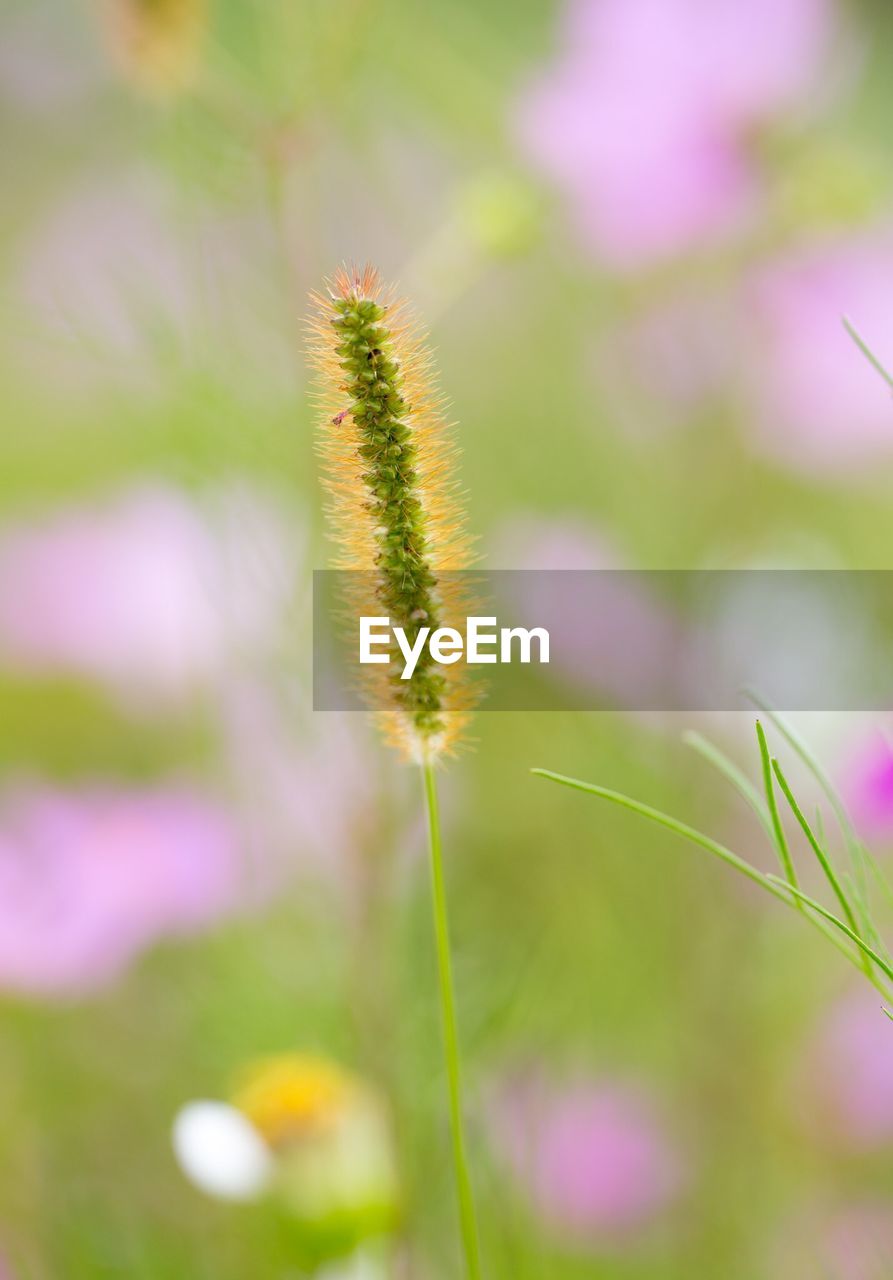 Close-up of stalk against blurred background