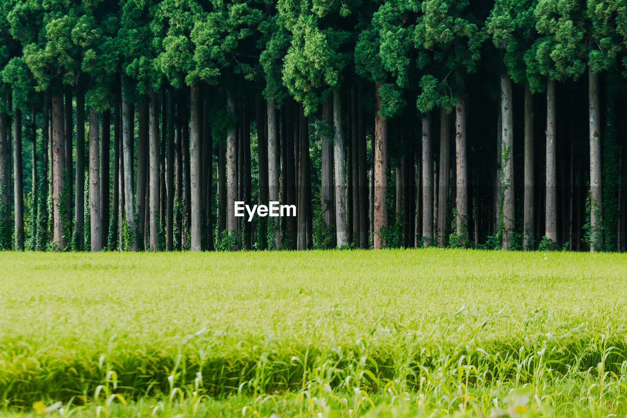 Trees growing on field in the japanese countryside