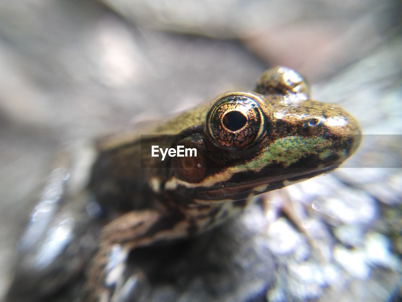 High angle close-up of frog on rock