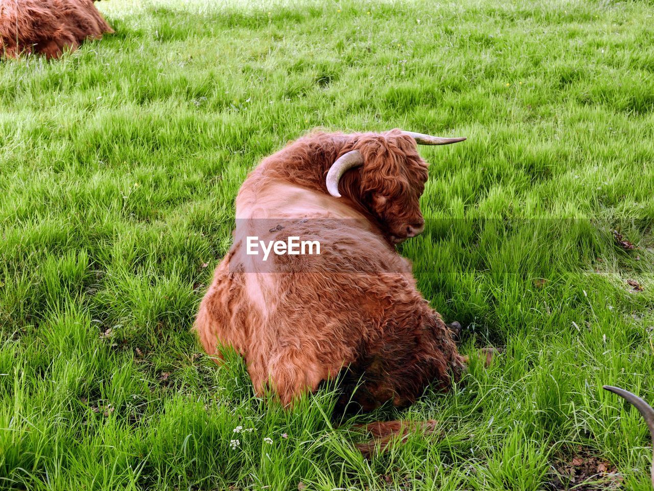 Highland cows in a field