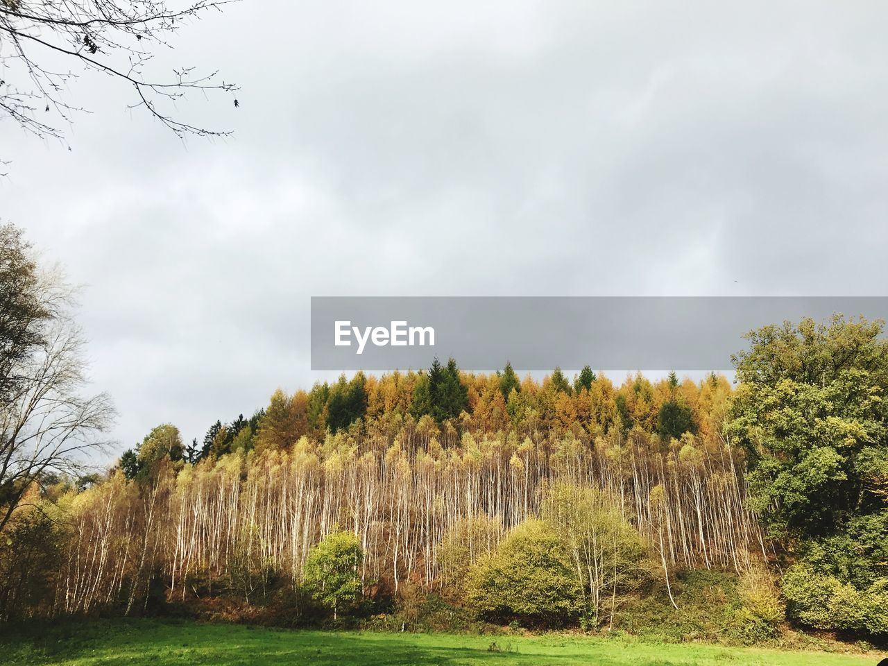 PANORAMIC VIEW OF FIELD AGAINST SKY