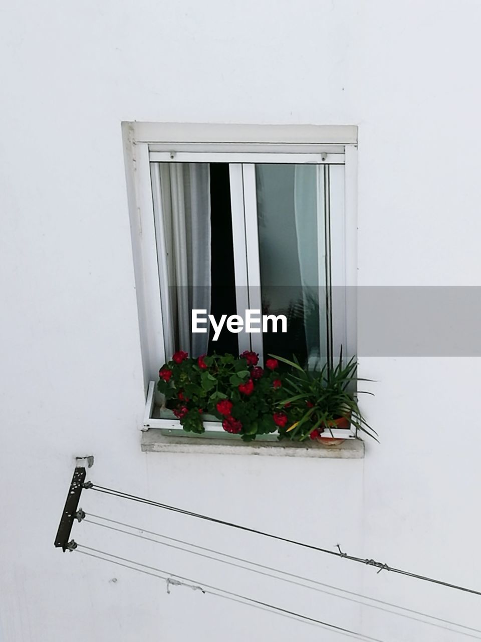 CLOSE-UP OF FLOWERS ON WINDOW