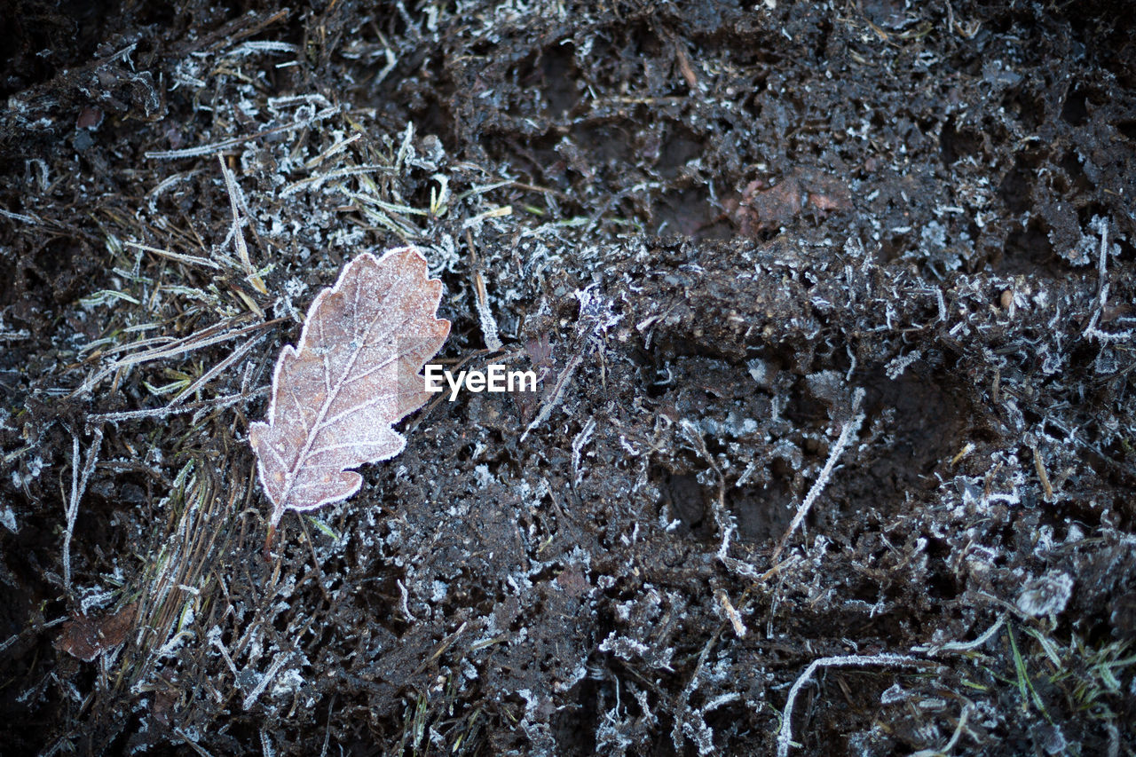 Close-up of autumn leaf in forest