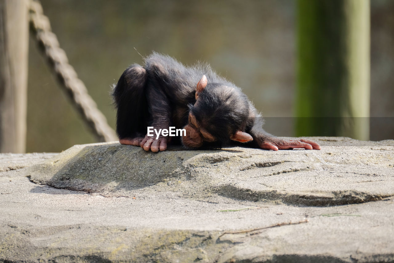 Baby chimpanzee in a zoo