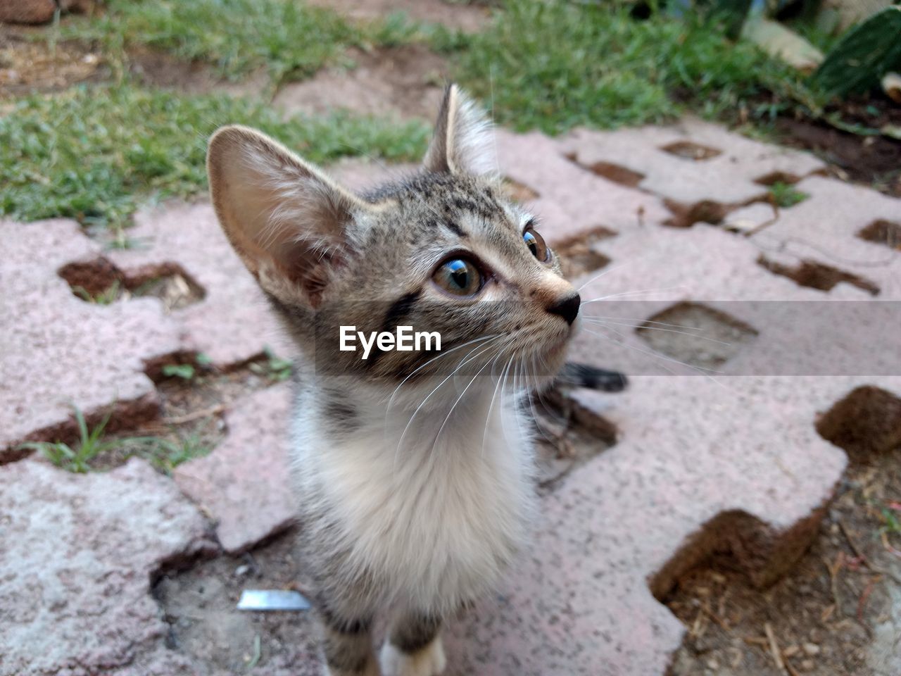 Close-up of a cat looking away