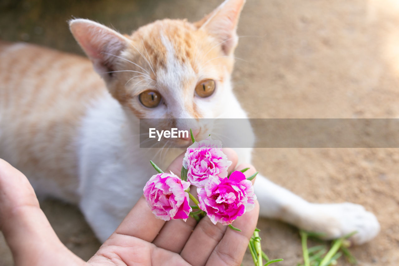 MIDSECTION OF PERSON HOLDING CAT BY PINK FLOWER