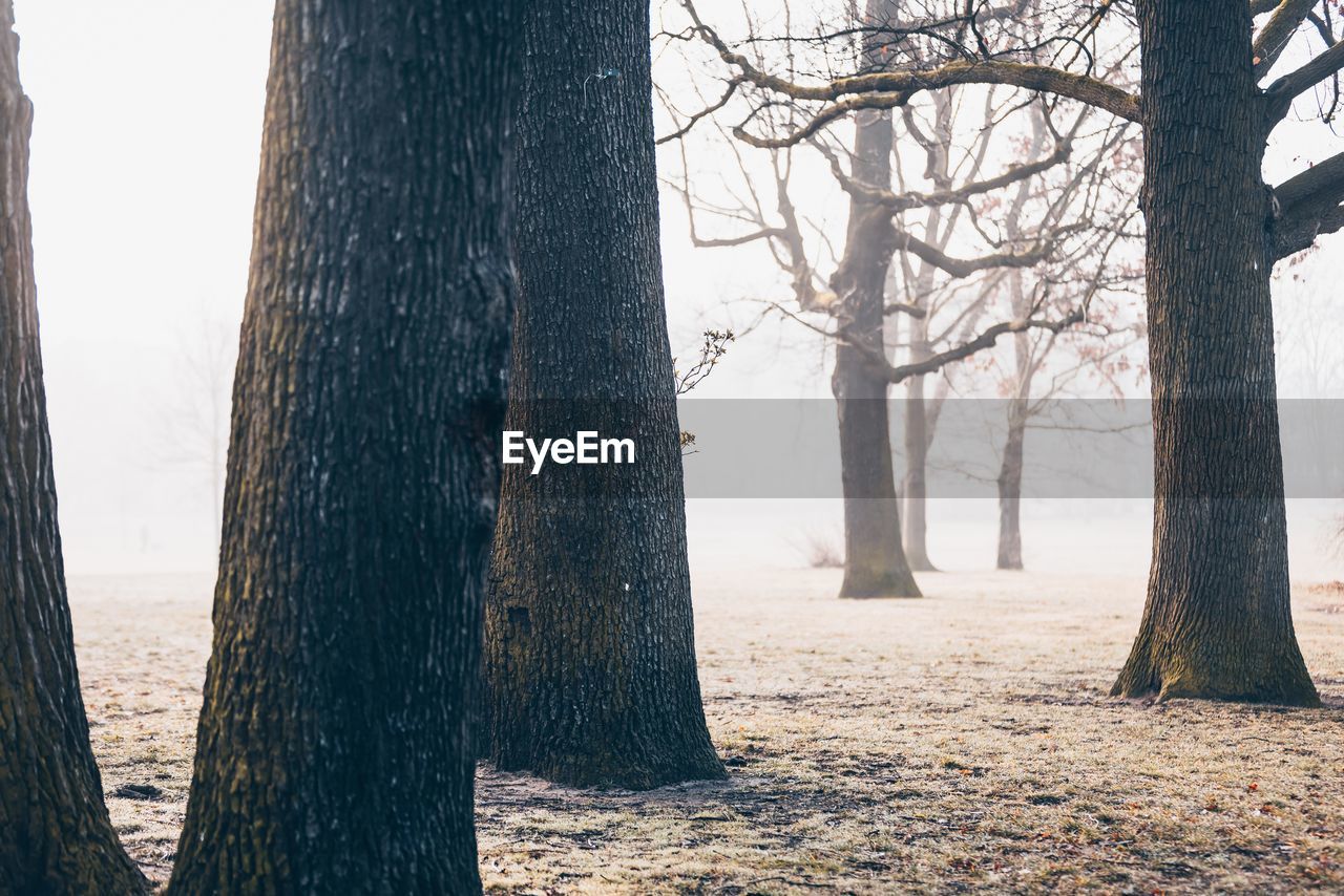 tree, tree trunk, trunk, winter, plant, nature, land, forest, sunlight, environment, landscape, morning, beauty in nature, fog, tranquility, scenics - nature, no people, outdoors, woodland, day, tranquil scene, non-urban scene, cold temperature, natural environment, sky, branch, bare tree, leaf, autumn