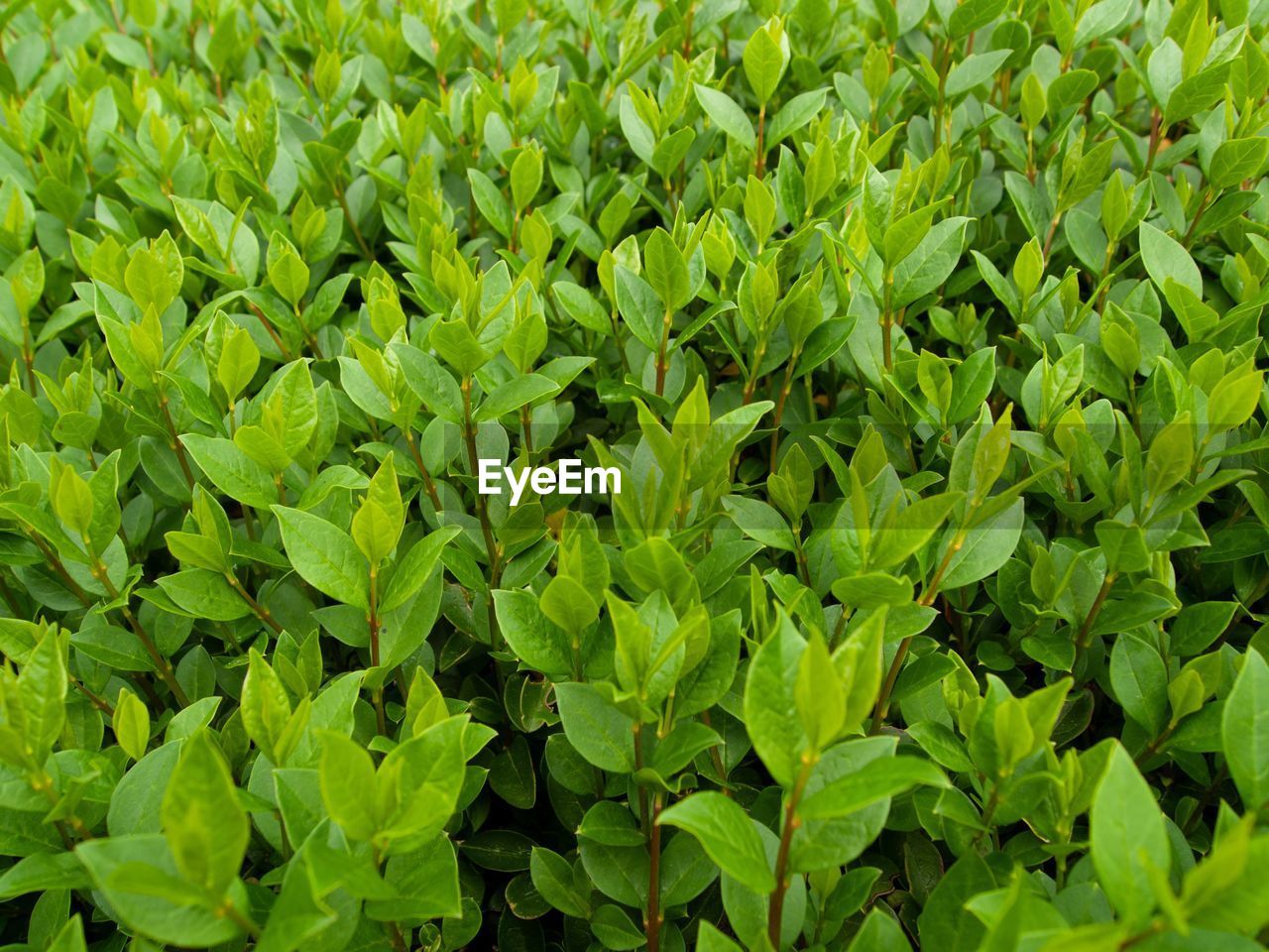 Full frame shot of leaves