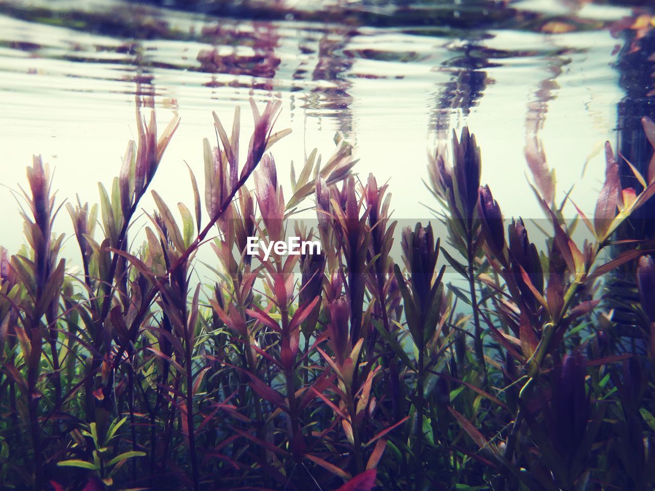 CLOSE-UP OF PLANTS AGAINST LAKE