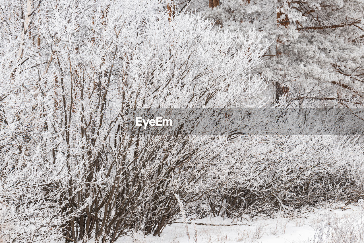 SNOW COVERED LAND AND TREES