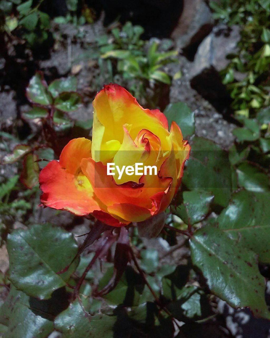 CLOSE UP OF YELLOW FLOWER