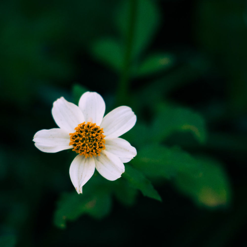 Close-up of fresh white flower blooming in garden