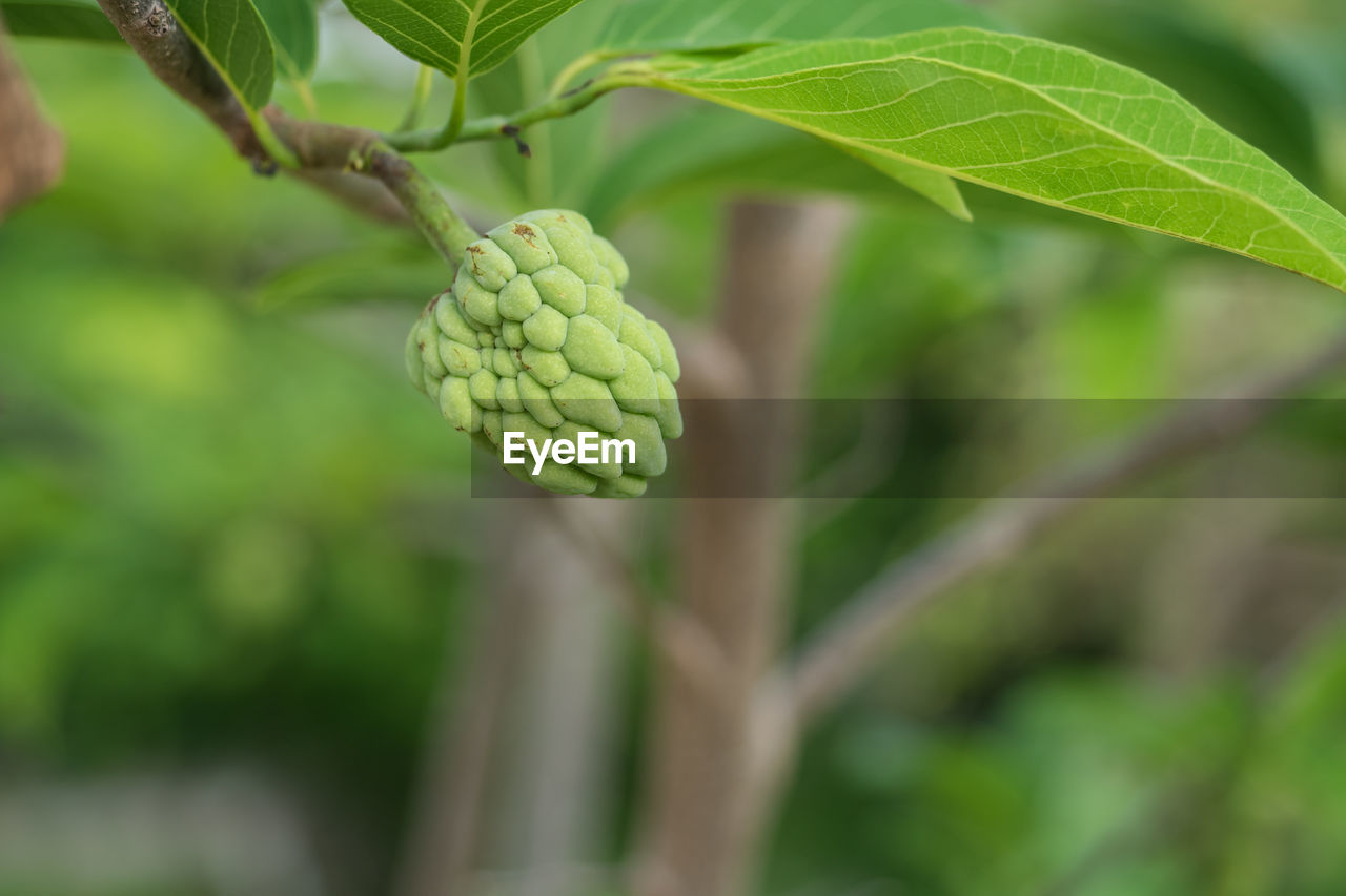 Close-up of fruit growing on tree