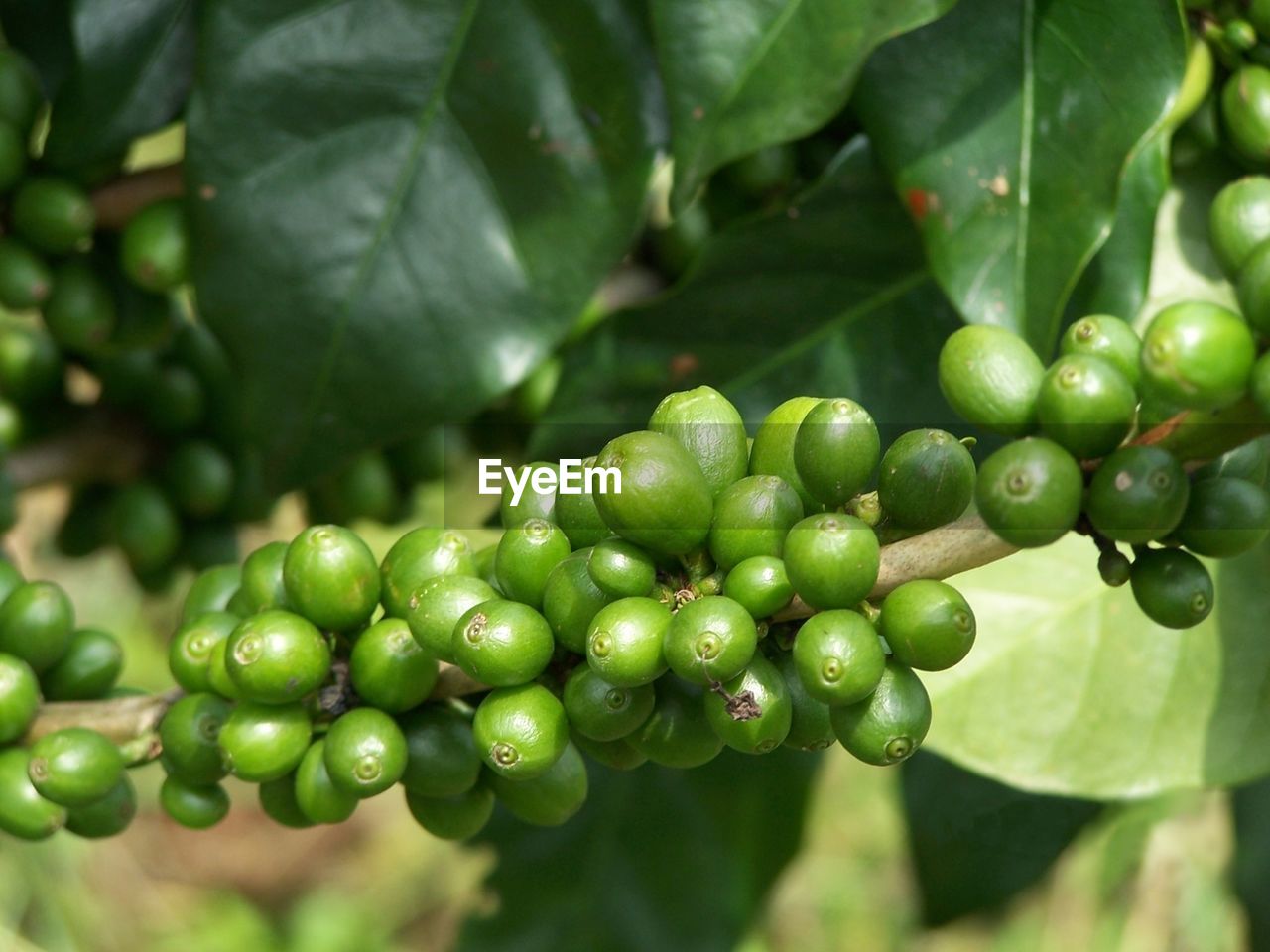 CLOSE-UP OF FRESH FRUITS ON TREE