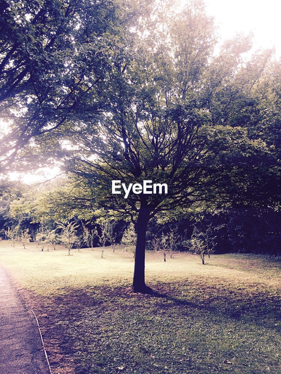 Trees on grass area in park