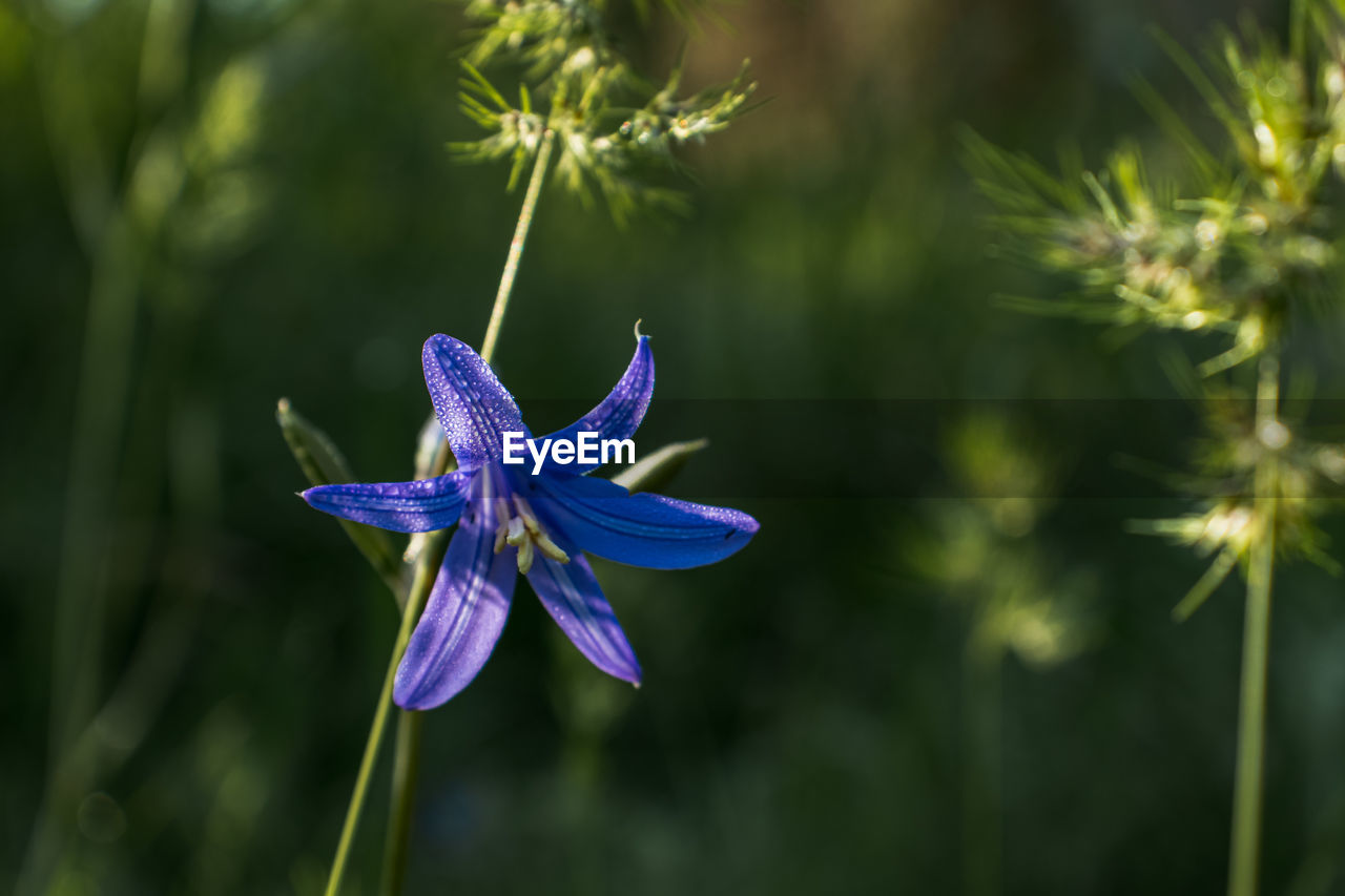 Close-up of purple flowering plant